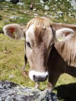 Kuh aus dem Martelltal in Südtirol - aufgenommen 2007-08-12 oberhalb der Flimalm